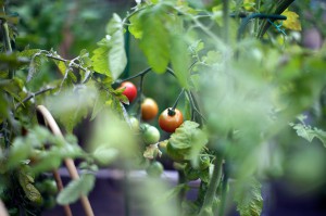 Odla egna tomater